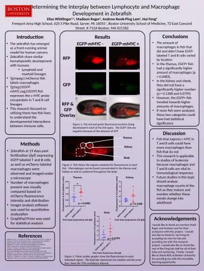 Determining the Interplay between Lymphocyte and Macrophage Development in Zebrafish