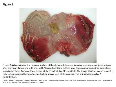 Figure 2 Figure 2.&nbsp;View of the mucosal surface of the dissected stomach showing
