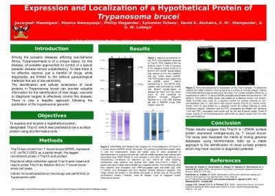 Expression and Localization of a Hypothetical Protein of