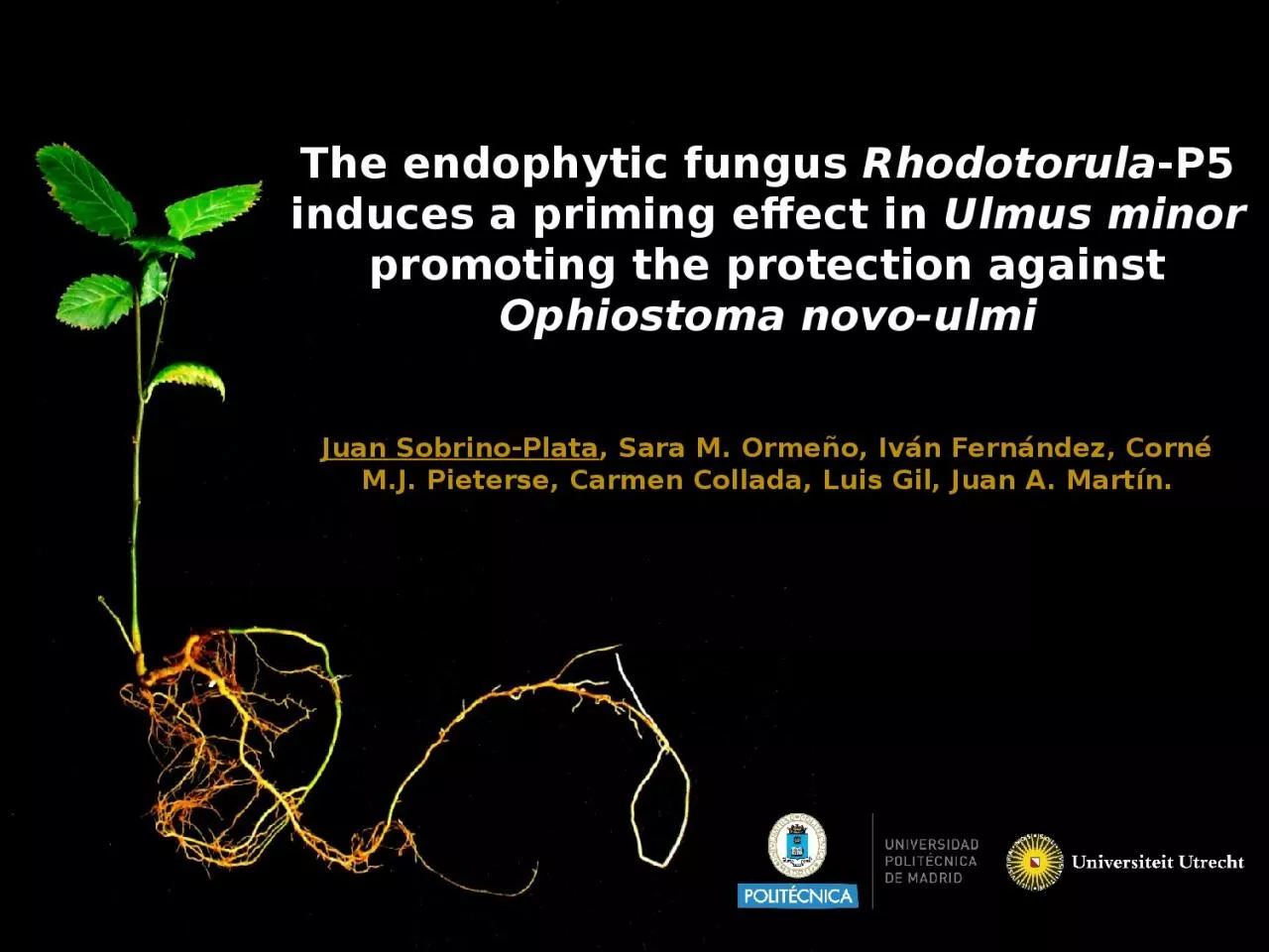 PPT-The endophytic fungus