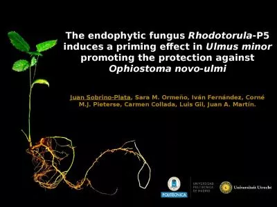 The  endophytic  fungus