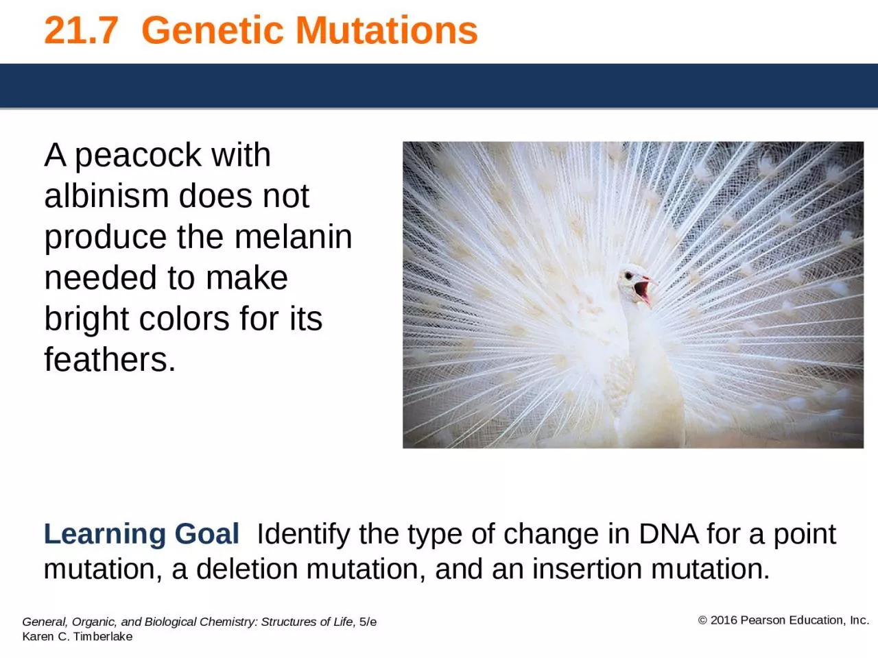 PPT-21.7 Genetic Mutations A peacock with albinism does not produce the melanin needed to