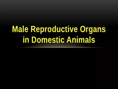Male Reproductive Organs in Domestic Animals