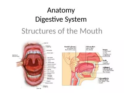 Anatomy Digestive System