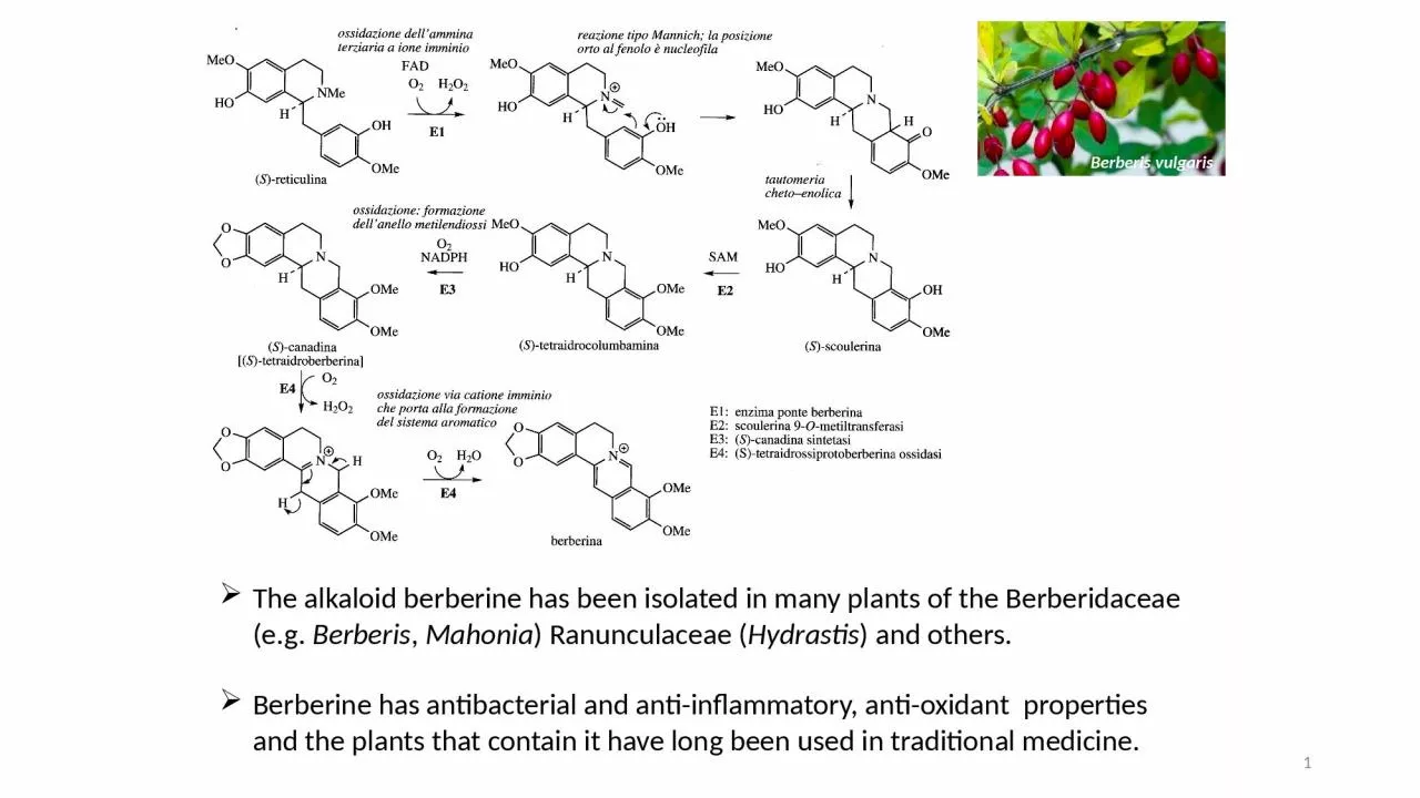 PPT-1 The alkaloid berberine