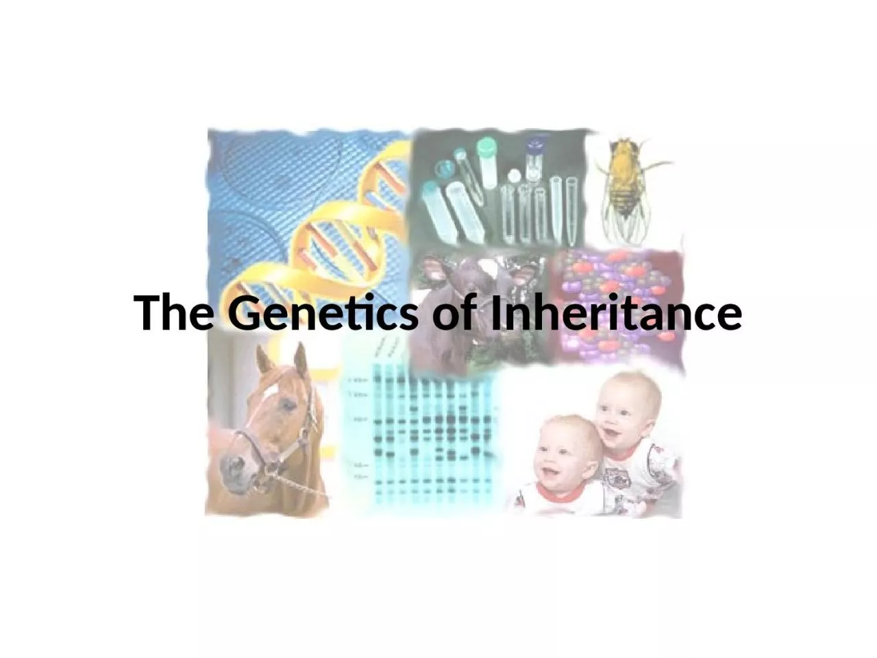 PPT-The Genetics of Inheritance