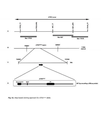 Fig. S1.  Map-based cloning approach for