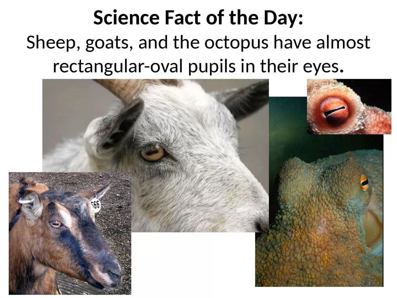 PPT-Science Fact of the Day: