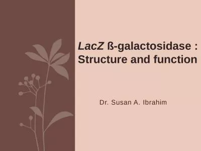 Dr. Susan A. Ibrahim LacZ