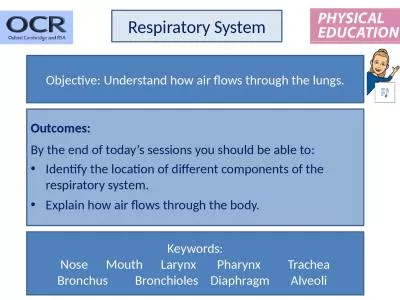 Respiratory System Objective: Understand how air flows through the lungs.