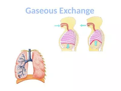 Lungs Gaseous  Exchange Breathing