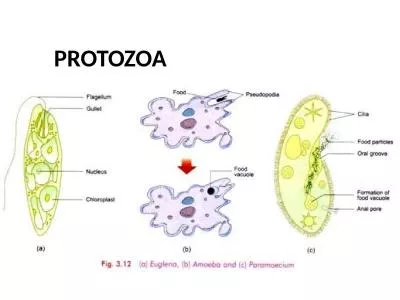 PROTOZOA They include over 65,000 species and their size, in majority of cases, range