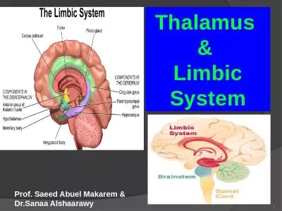 1 Thalamus  &  Limbic System