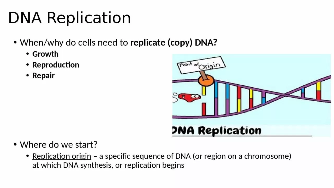 DNA Replication When/why do cells need to