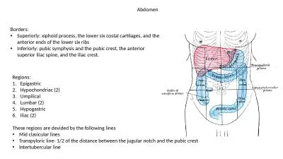 Abdomen Borders :  Superiorly: xiphoid process, the lower six costal cartilages, and the