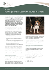 Hunting Sambar Deer with hounds in Victoria