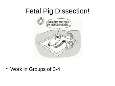 Fetal Pig Dissection! Work in Groups of 3-4