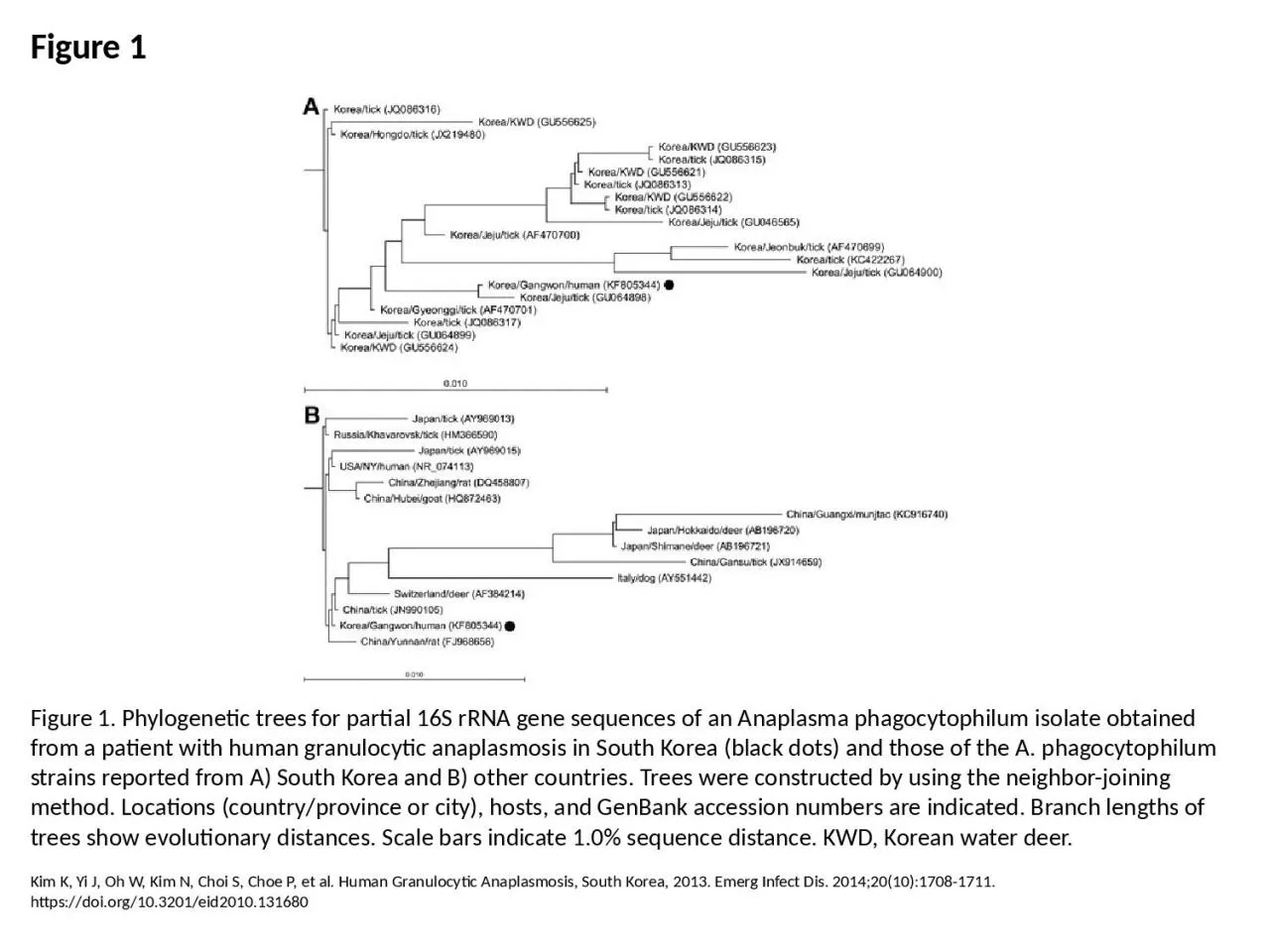 PPT-Figure 1 Figure 1. Phylogenetic trees for partial 16S rRNA gene sequences of an Anaplasma