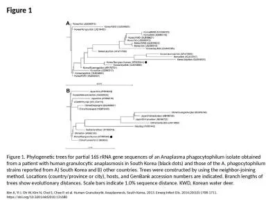 Figure 1 Figure 1. Phylogenetic trees for partial 16S rRNA gene sequences of an Anaplasma phagocyto