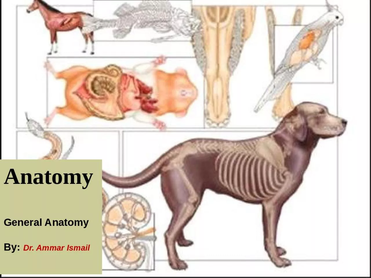 PPT-Anatomy General Anatomy