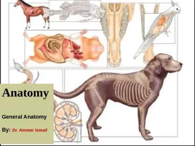 Anatomy General  Anatomy