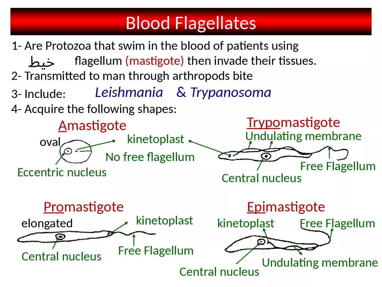 PPT-Blood Flagellates 1- Are Protozoa that swim in the blood of patients using