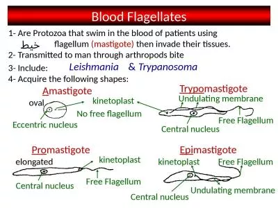 Blood Flagellates 1- Are Protozoa that swim in the blood of patients using