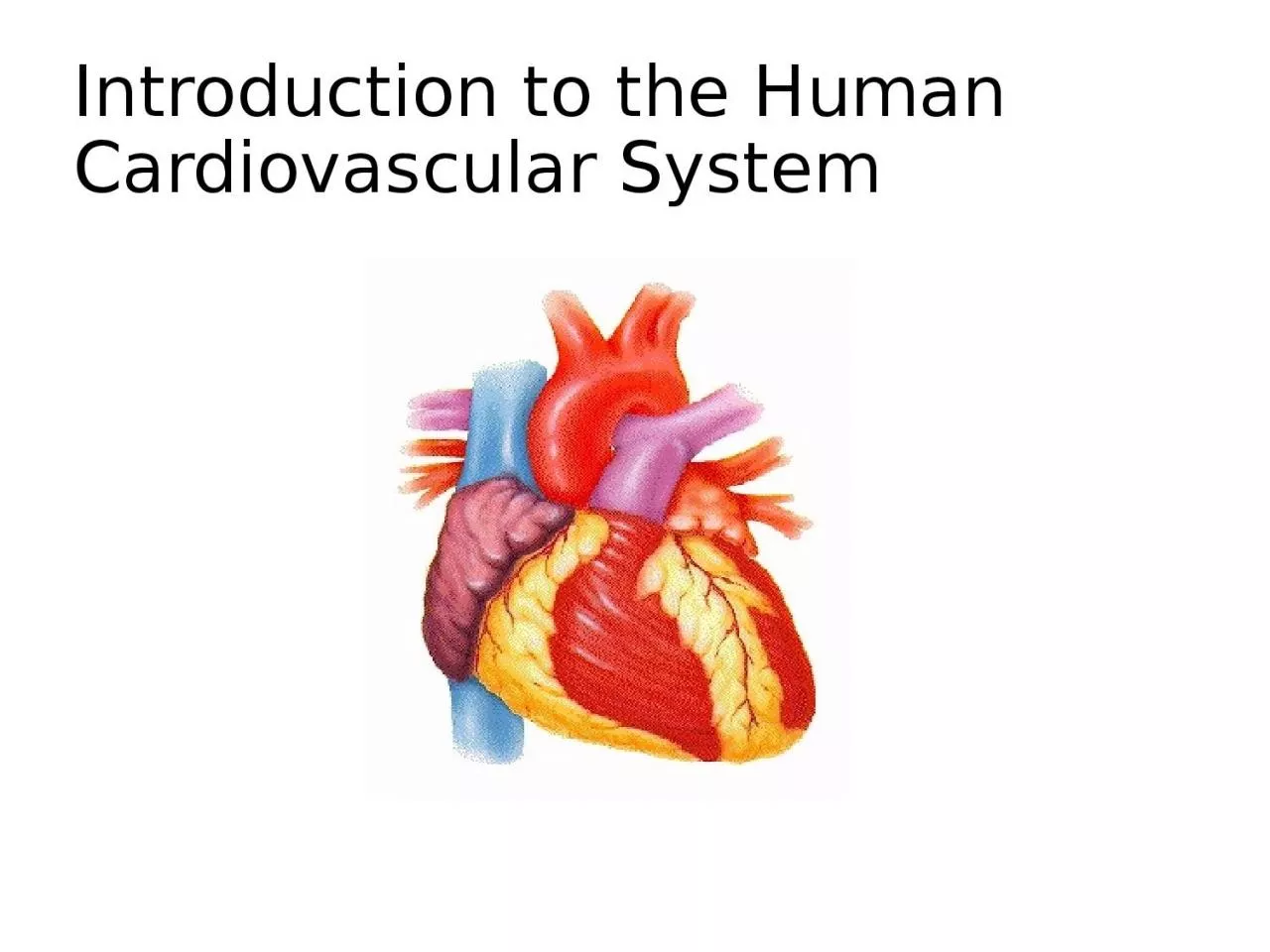 Introduction to the Human Cardiovascular System