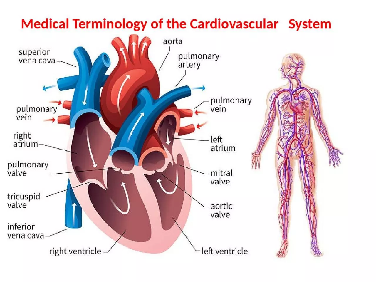 PPT-Medical Terminology of the Cardiovascular