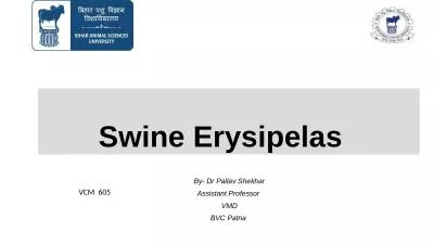 Swine  Erysipelas    By- Dr