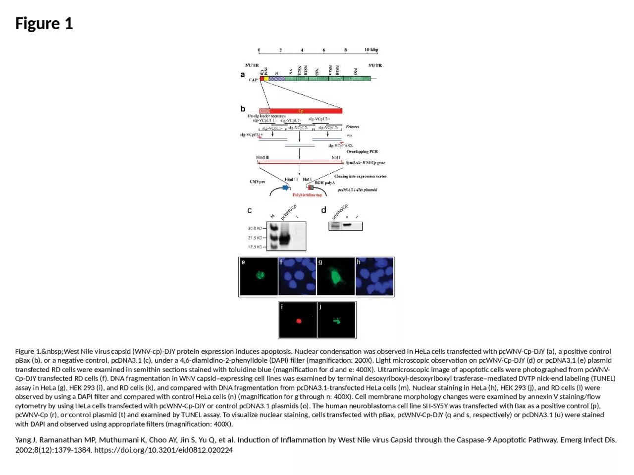 PPT-Figure 1 Figure 1.&nbsp;West Nile virus capsid (WNV-cp)-DJY protein expression induces