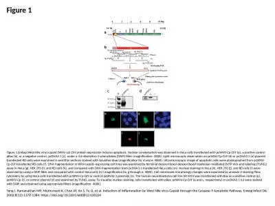 Figure 1 Figure 1.&nbsp;West Nile virus capsid (WNV-cp)-DJY protein expression induces apoptosi