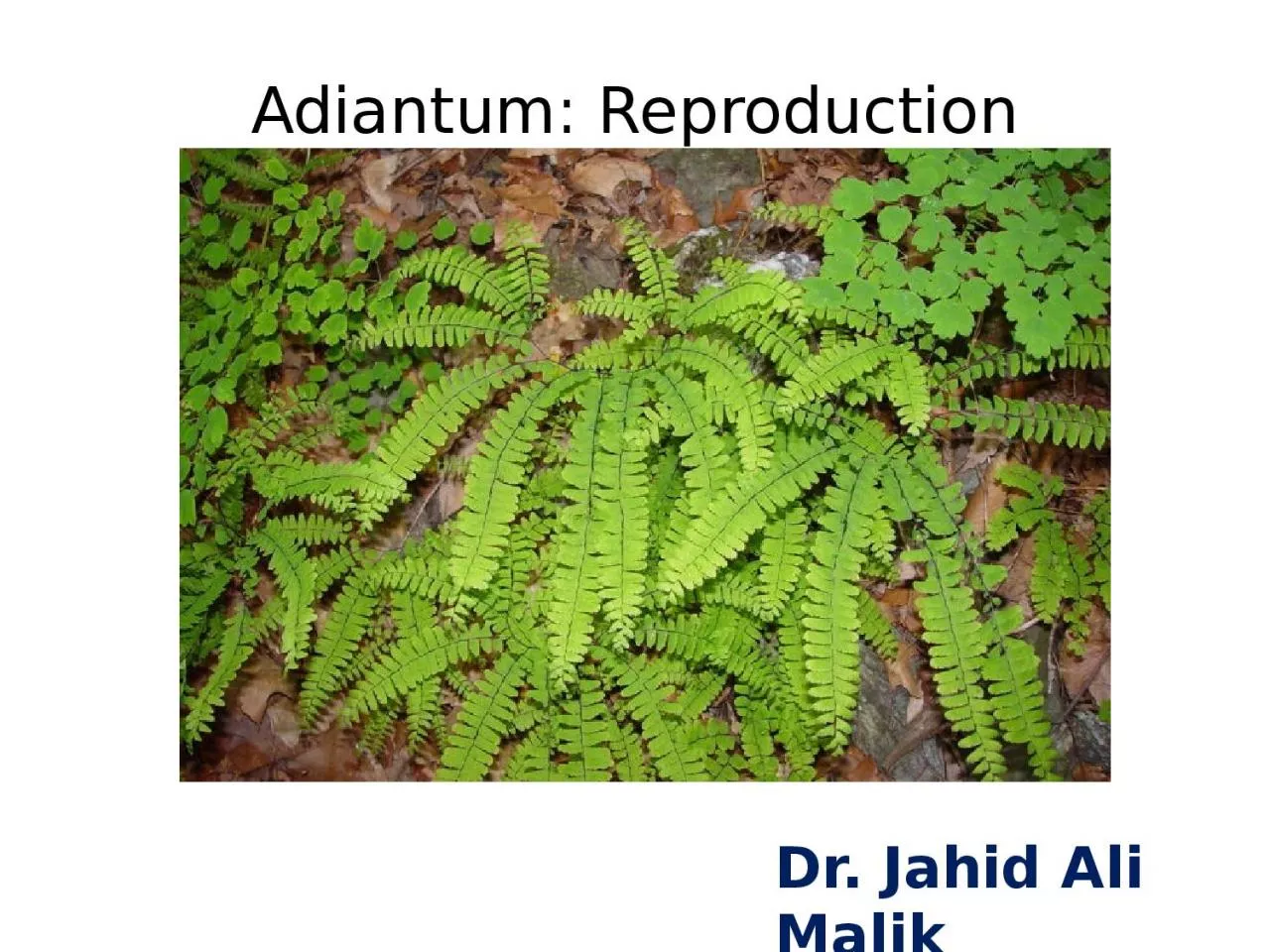 PPT-Dr. Jahid Ali Malik Adiantum