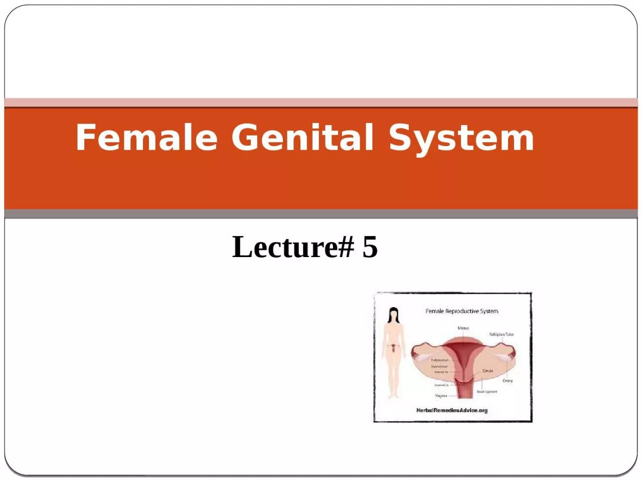 PPT-Female Genital System Lecture# 5