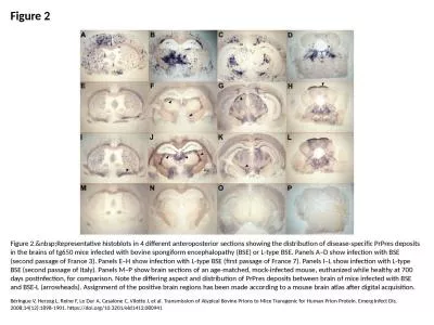 Figure 2 Figure 2.&nbsp;Representative histoblots in 4 different anteroposterior sections showi