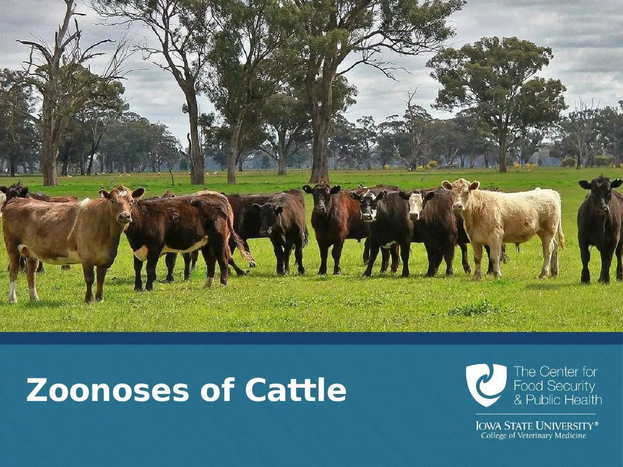 PPT-Zoonoses of Cattle Diseases