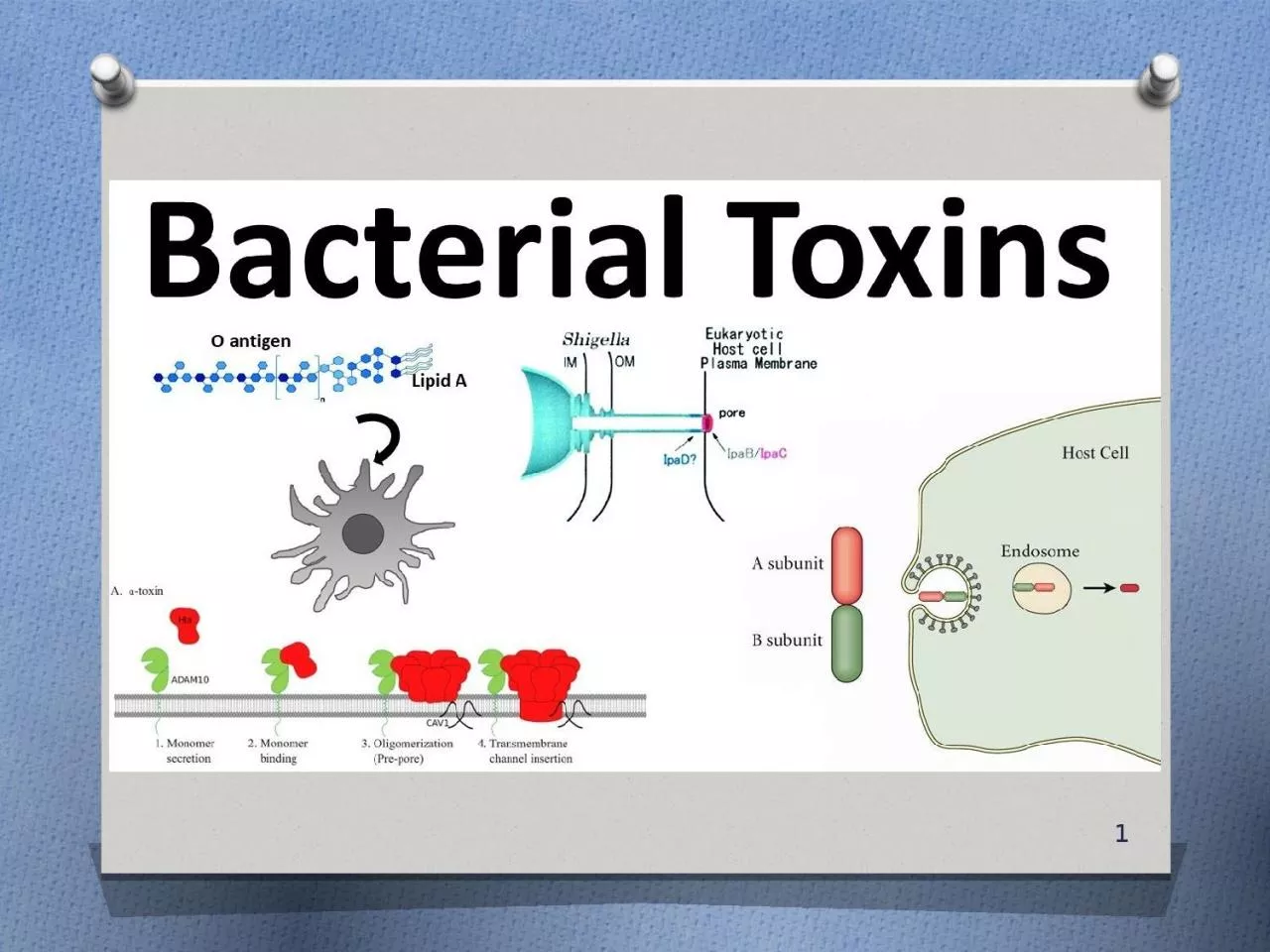 1 A toxin is a poisonous substance produced within living cells or organisms. toxins can