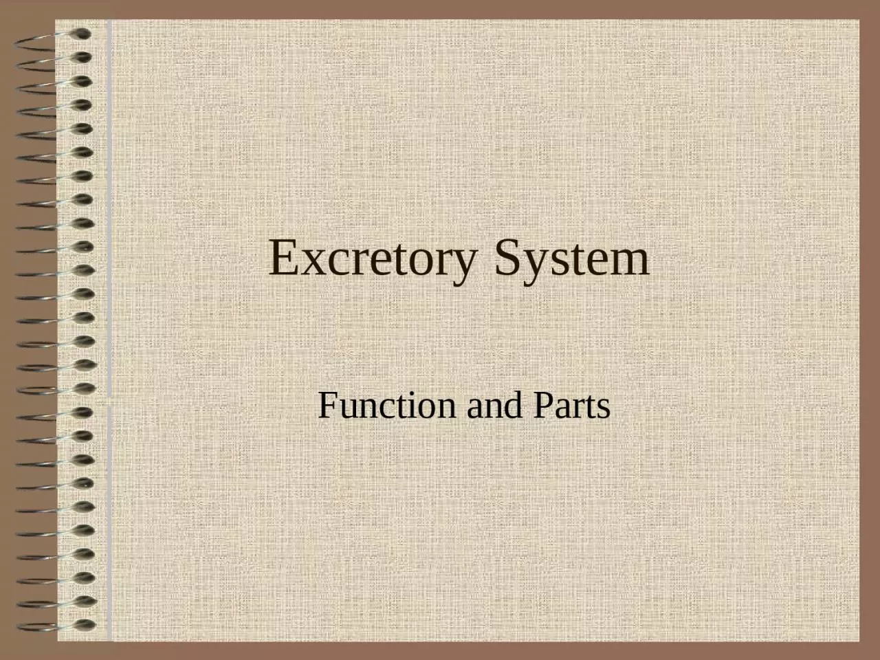 Excretory System Function and Parts