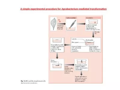 A simple experimental procedure for