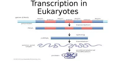 Transcription in Eukaryotes