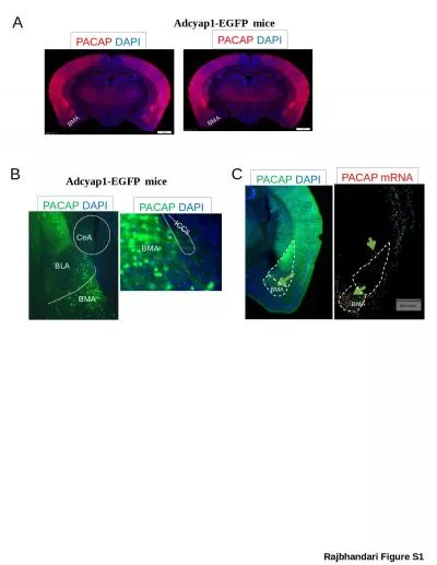 PACAP  DAPI Rajbhandari Figure S1