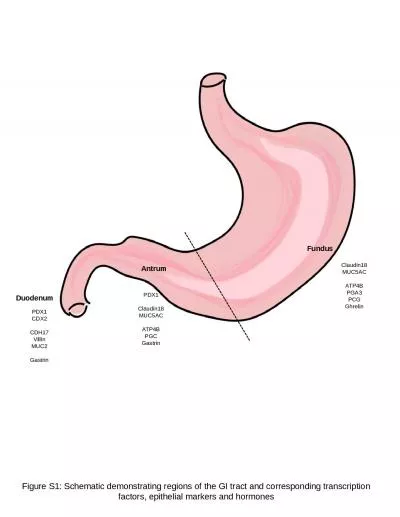 Figure S1: Schematic demonstrating regions of the GI tract and corresponding transcription factors,