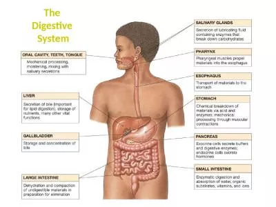 The  Digestive  System Digestive Processes