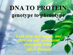 DNA TO PROTEIN genotype to phenotype