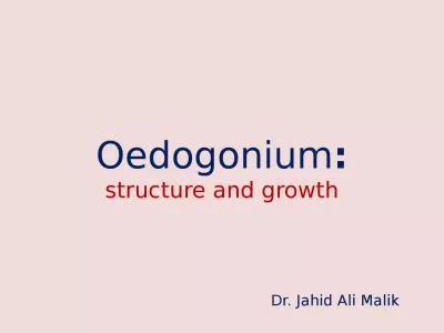 Oedogonium : structure and growth