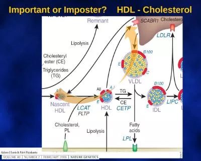 Important or Imposter?    HDL - Cholesterol