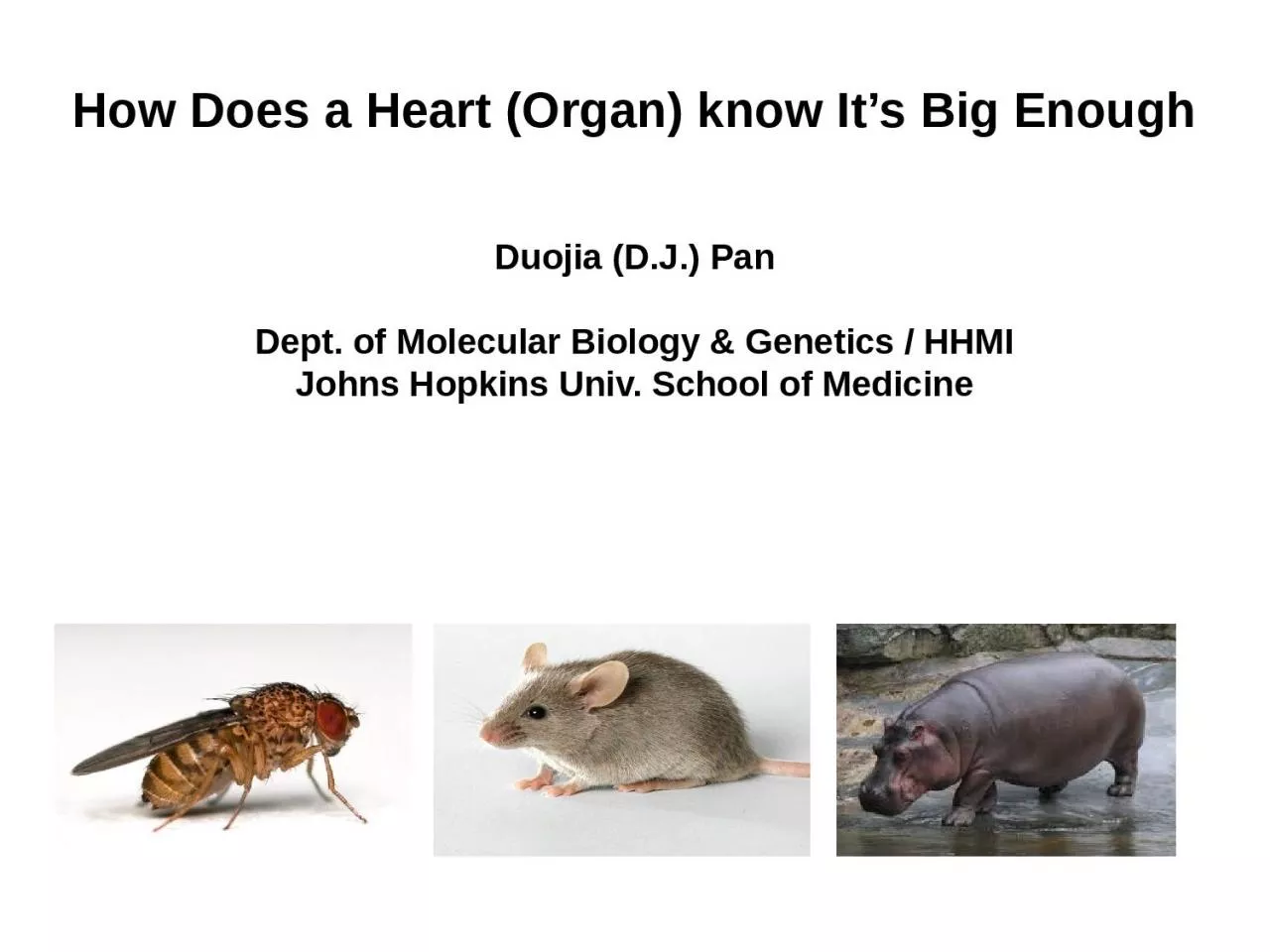 PPT-How Does a Heart (Organ) know It’s Big Enough