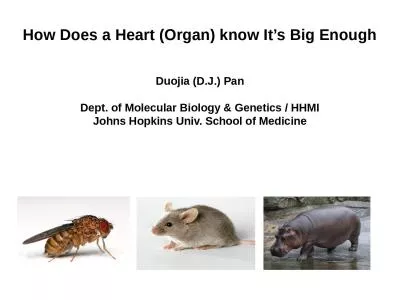 How Does a Heart (Organ) know It’s Big Enough