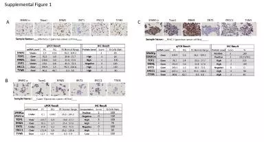 Supplemental Figure 1 A C