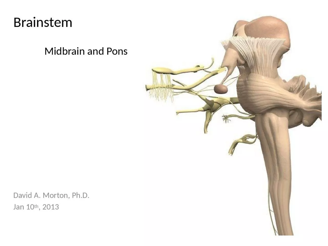 PPT-Brainstem David A. Morton, Ph.D.